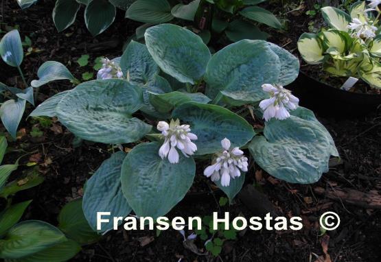 Hosta Silver Bay